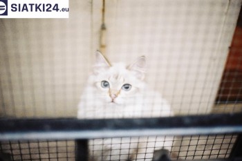 Siatki Pyskowice - Zabezpieczenie balkonu siatką - Kocia siatka - bezpieczny kot dla terenów Pyskowic